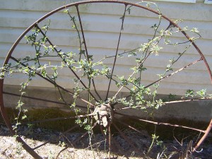 wild rose bush on old wagon wheel