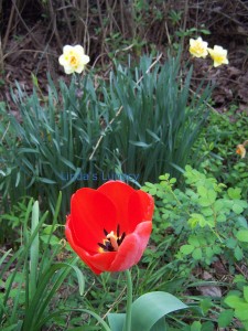 Daffodil and Tulip