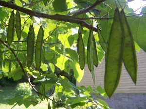 Red Bud Tree Pods