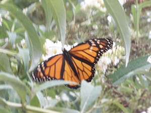 butterfly on butterfly bush