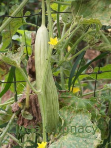 armenian cucumber