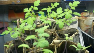 roma tomato seedlings