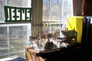 seedlings in window