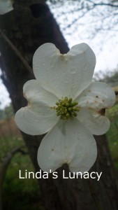 dogwood flower