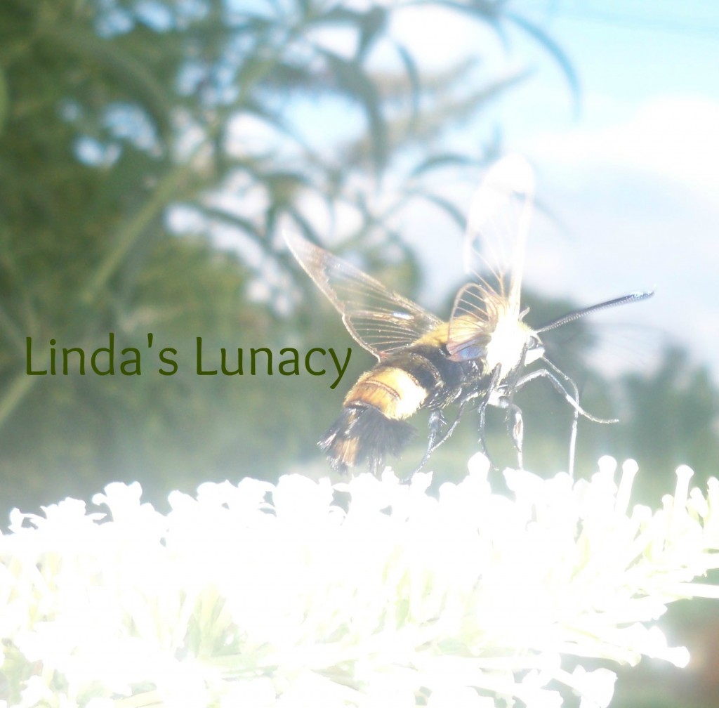 bee on butterfly bush