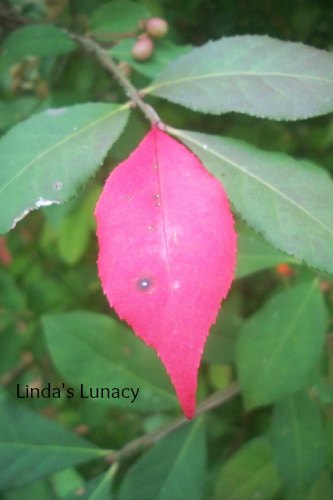 burning bush leaf