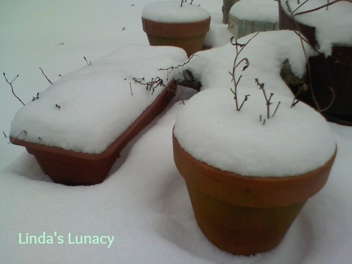 snow flower pots
