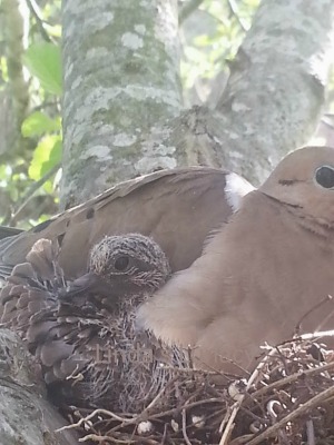 doves on nest