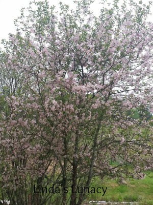 hawthorn tree in full bloom