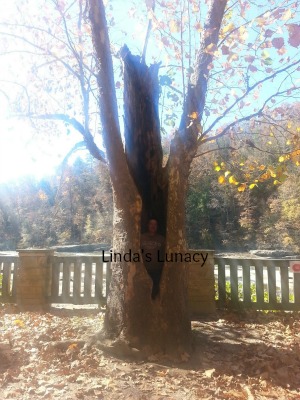 Cumberland Falls Tree