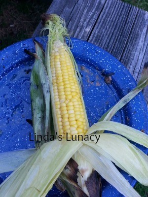 corn on cob cooked over fire