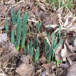 Spring flowers in winter.