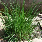 chives