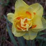 daffodil
