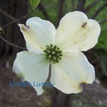 Dogwood Flower