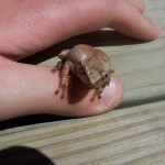 tree frog