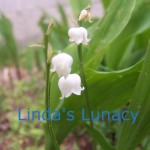 Lily of the Valley