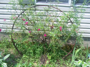 Wild Rose Wagon Wheel