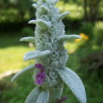 Lambs Ear