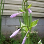 Hosta flower