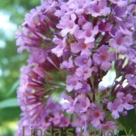 Butterfly Bush