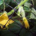 cucumber plant