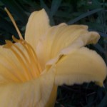 day lily