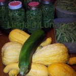 garden harvest green beans squash