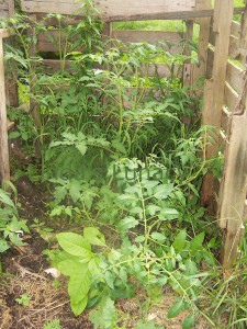 tomato compost