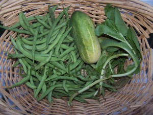 green beans cucumber lettuce