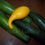 yellow squash zucchini