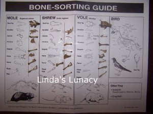 owl pellet bone sorting guide
