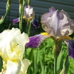 Iris