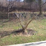 winter butterfly bush