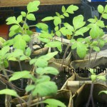 roma tomato seedlings