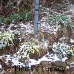 snow daffodills