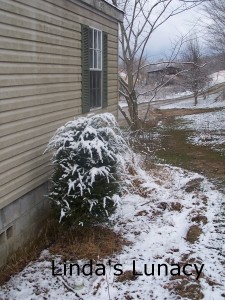 snow covered tree yard