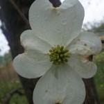 dogwood flower