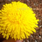 dandelion