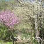 red bud tree dogwood tree