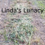 grass clipping mulch