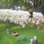 bee on butterfly bush