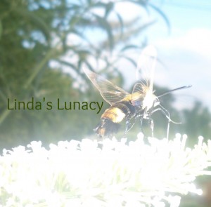 bee on butterfly bush