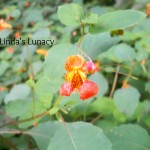 jewelweed