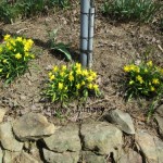 daffodils