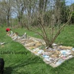 butterfly garden