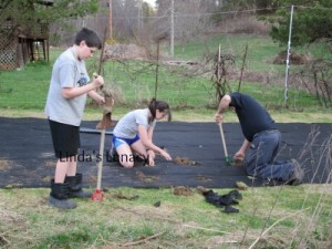 planting strawberries
