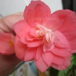 angel wing begonia