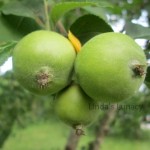 apples