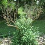 butterfly bush